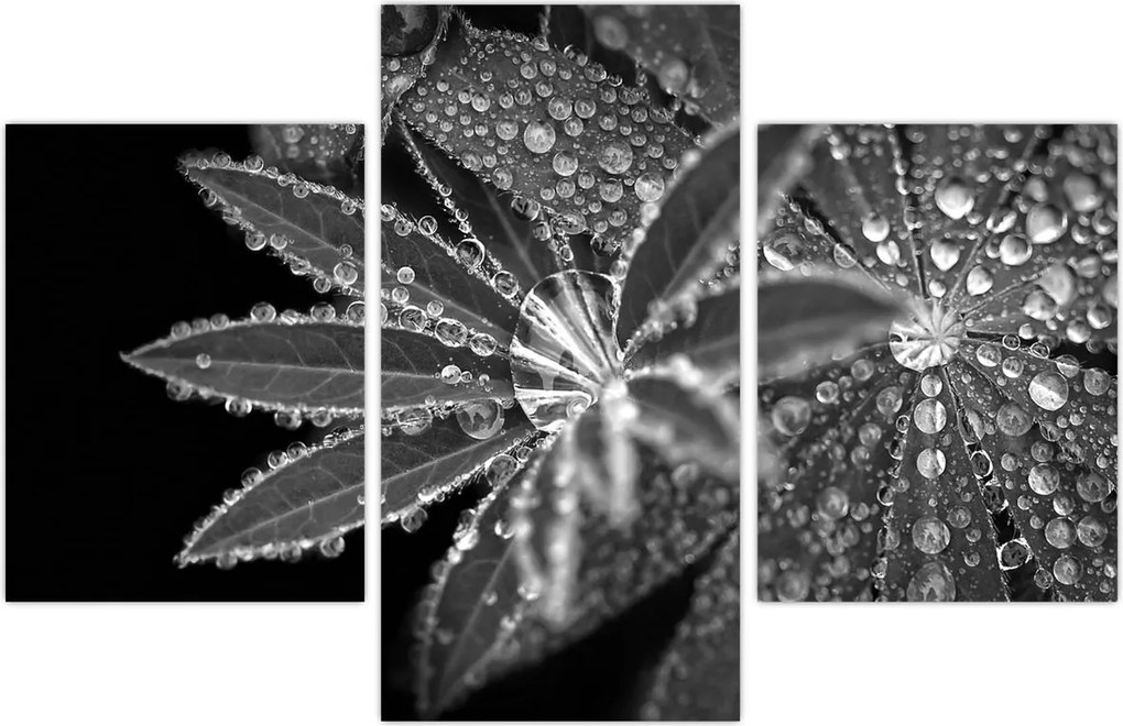 Tablou - Frunze cu picături (90x60 cm)