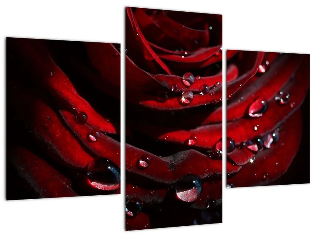 Tablou - Trandafir (90x60 cm)