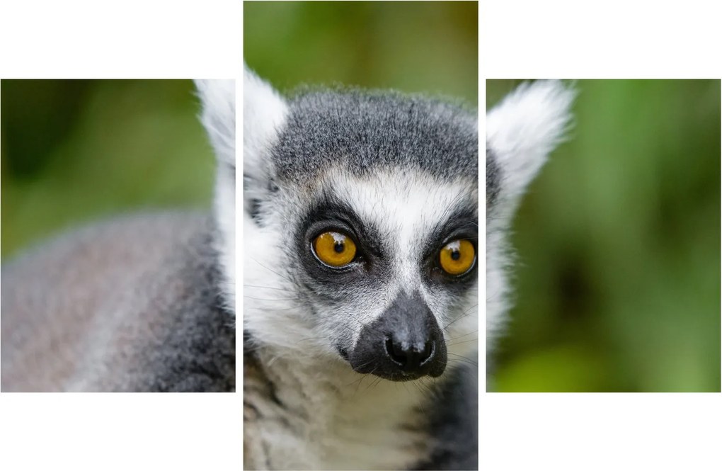 Tablou cu lemur (90x60 cm)