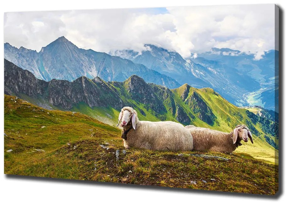 Tablou pe pânză canvas Oile în alpi