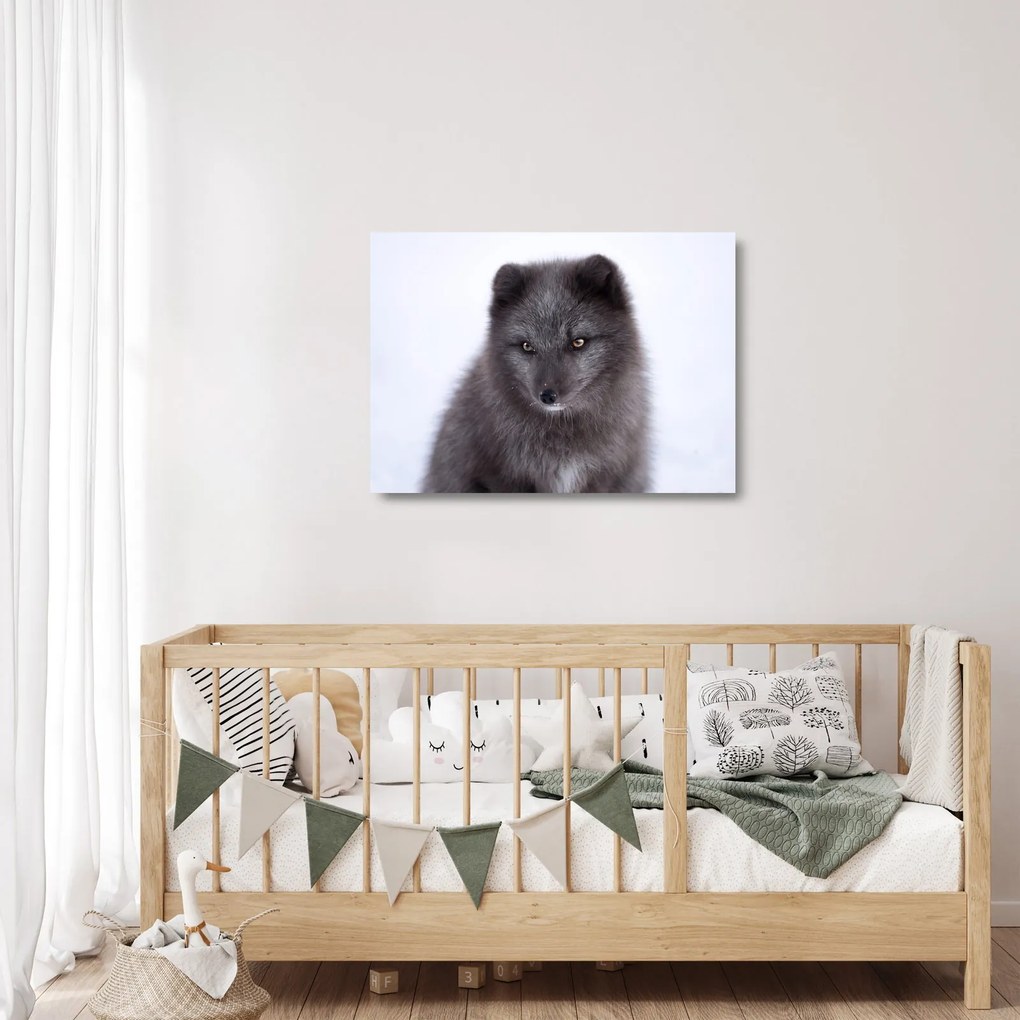 Tablou pe sticlă cu vulpe polară (70x50 cm)
