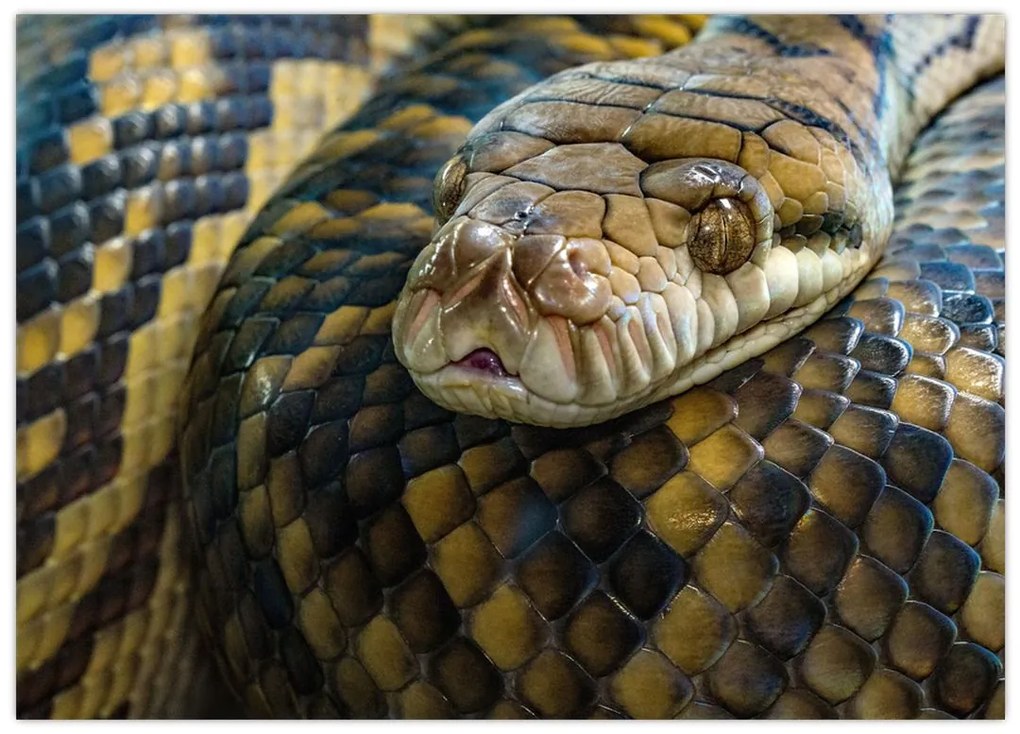 Tablou - Piton (70x50 cm)