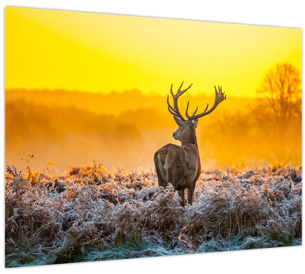 Tablou - Cerb la răsăritul soarelui (70x50 cm)