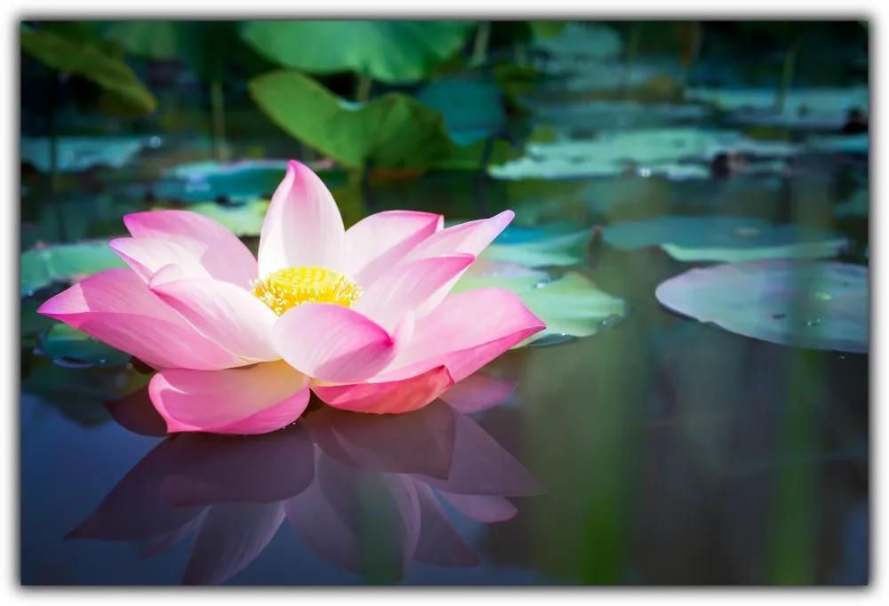 Tablou modern pe panou - pink lotus flower