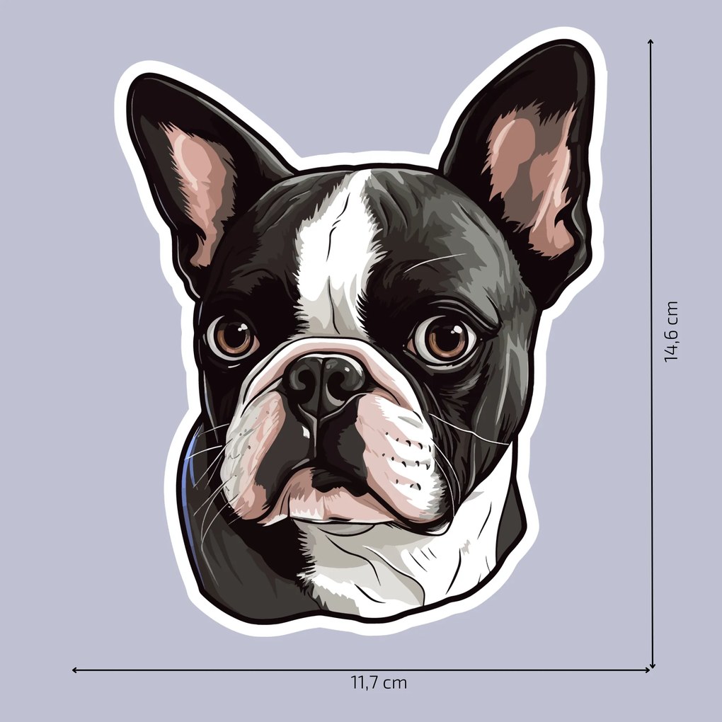 PIPPER. Autocolant Boston Terrier mărimea: 60cm