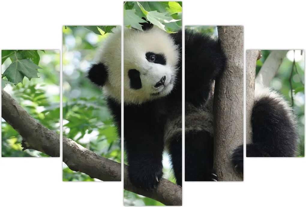 Tablou - Panda in copac (150x105 cm)