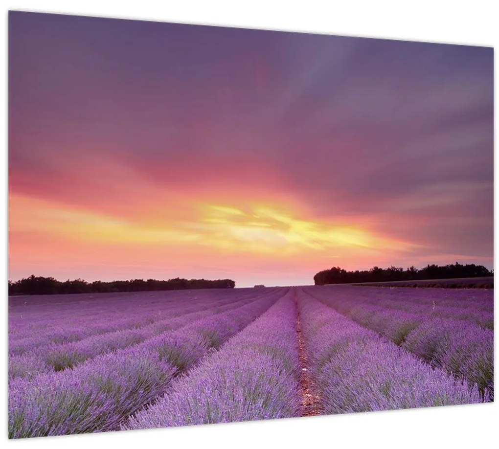 Tablou - Câmp de lavandă (70x50 cm)