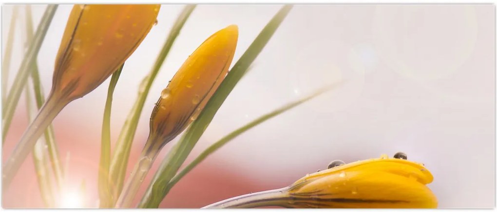 Tablou - Flori de primăvară (120x50 cm)