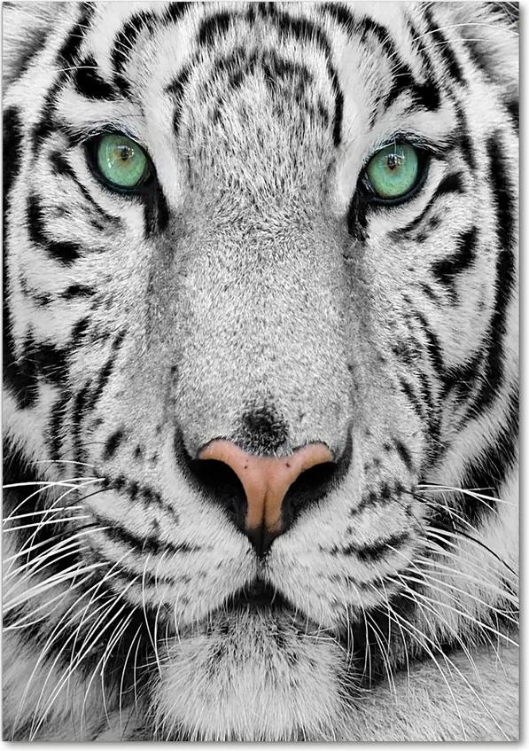 Tablou acrilic Tigru alb