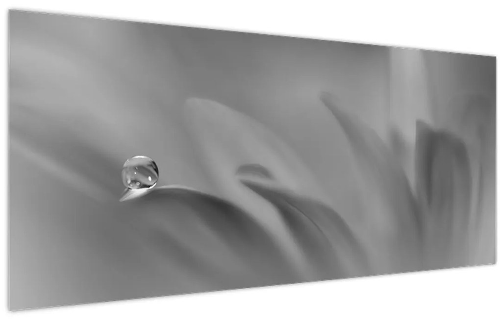 Tablou - Picătură pe floare,alb-negru (120x50 cm)