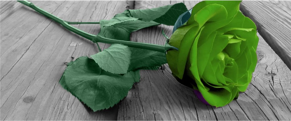 Tablou - Trandafir verde (120x50 cm)