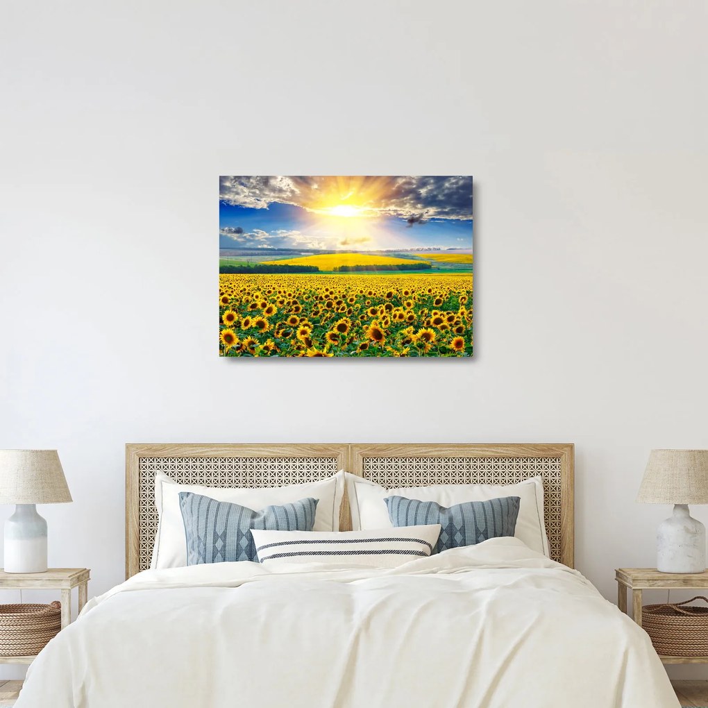Tablou pe sticlă - Câmp cu floarea soarelui (70x50 cm)