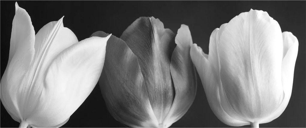 Tablou - Lalele alb negre (120x50 cm)