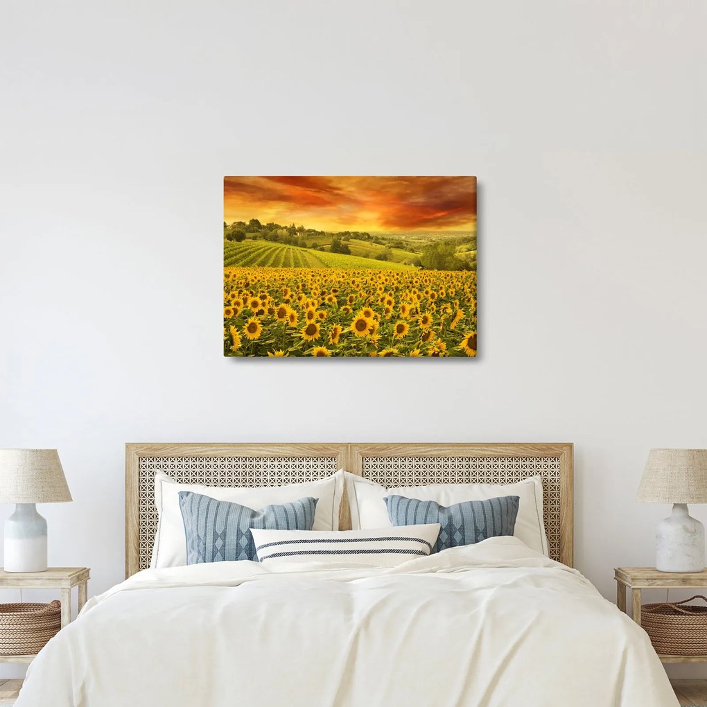 Tablou - Câmp de floarea-soarelui (70x50 cm)
