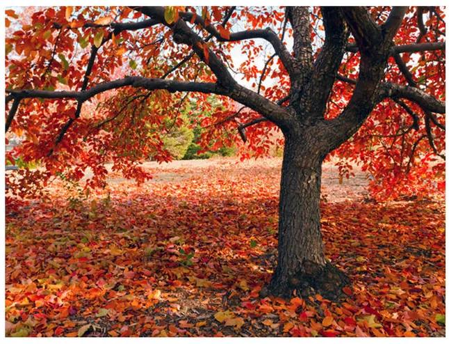 Fototapet - Tree in fall