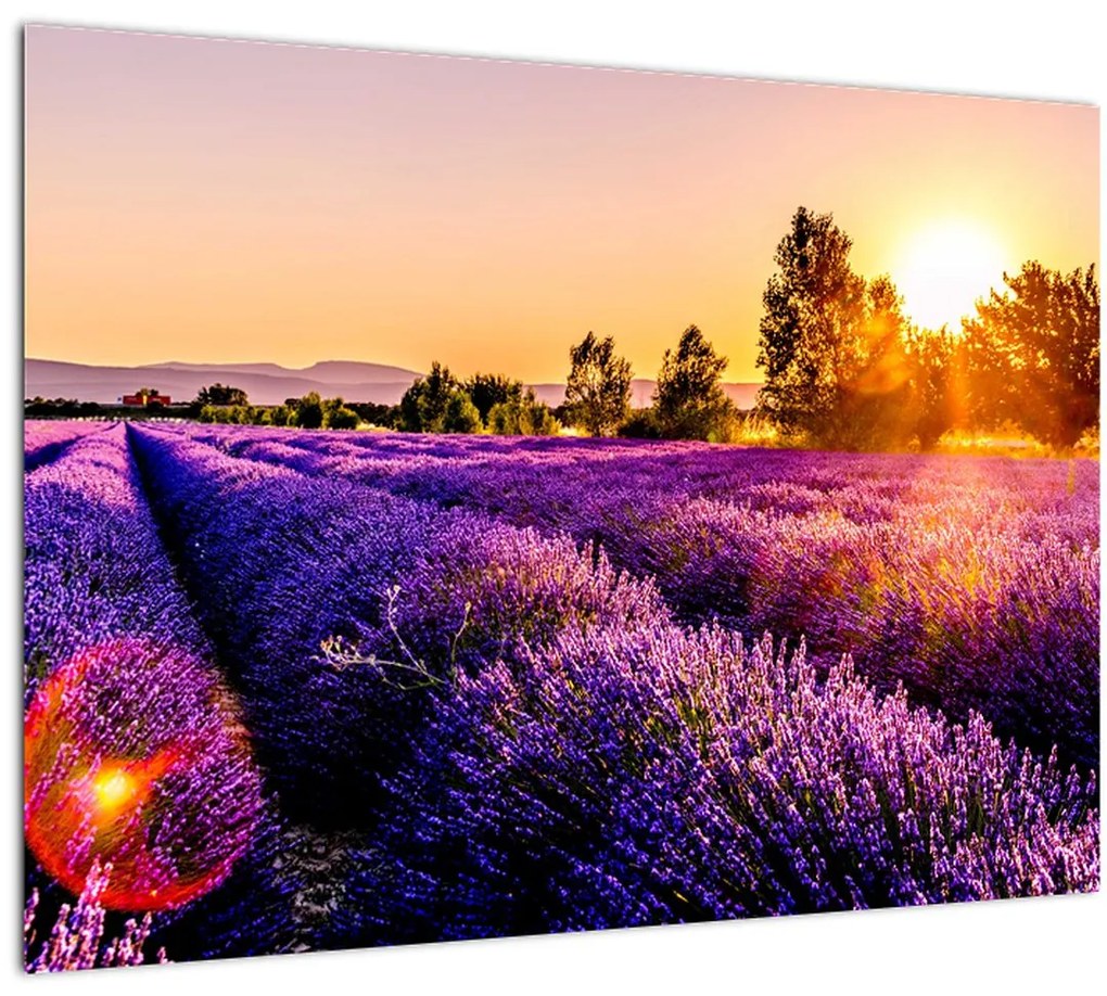 Tablou pe sticlă cu câmp de lavanda (70x50 cm)