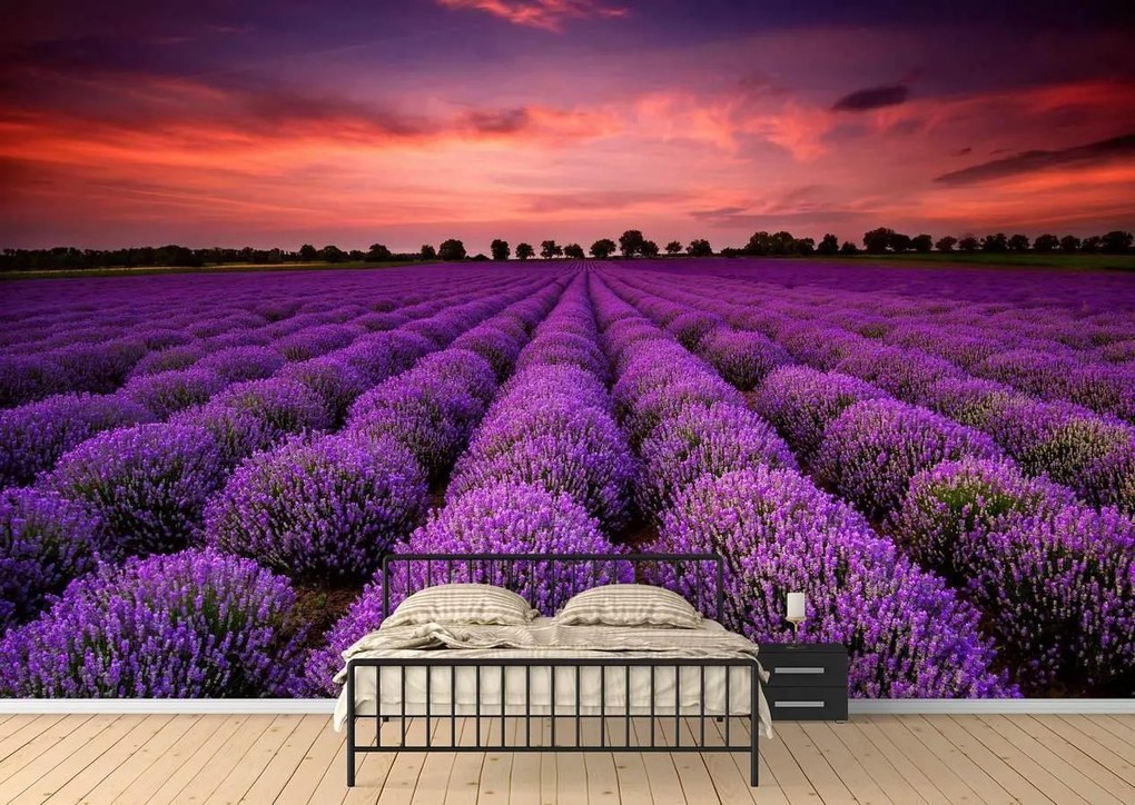 Fototapete, Campul cu lavanda Art.01109