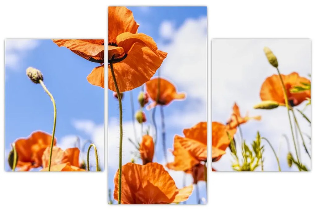 Tablou cu macii (90x60 cm)