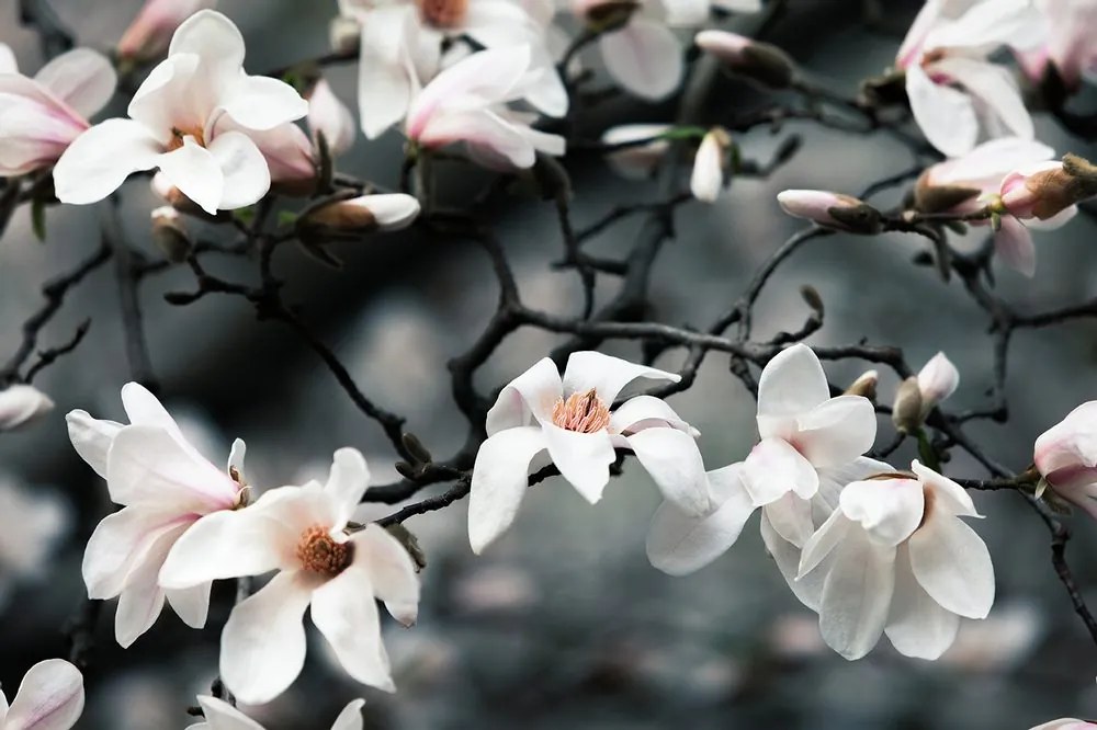 Fototapet trezirea magnoliei