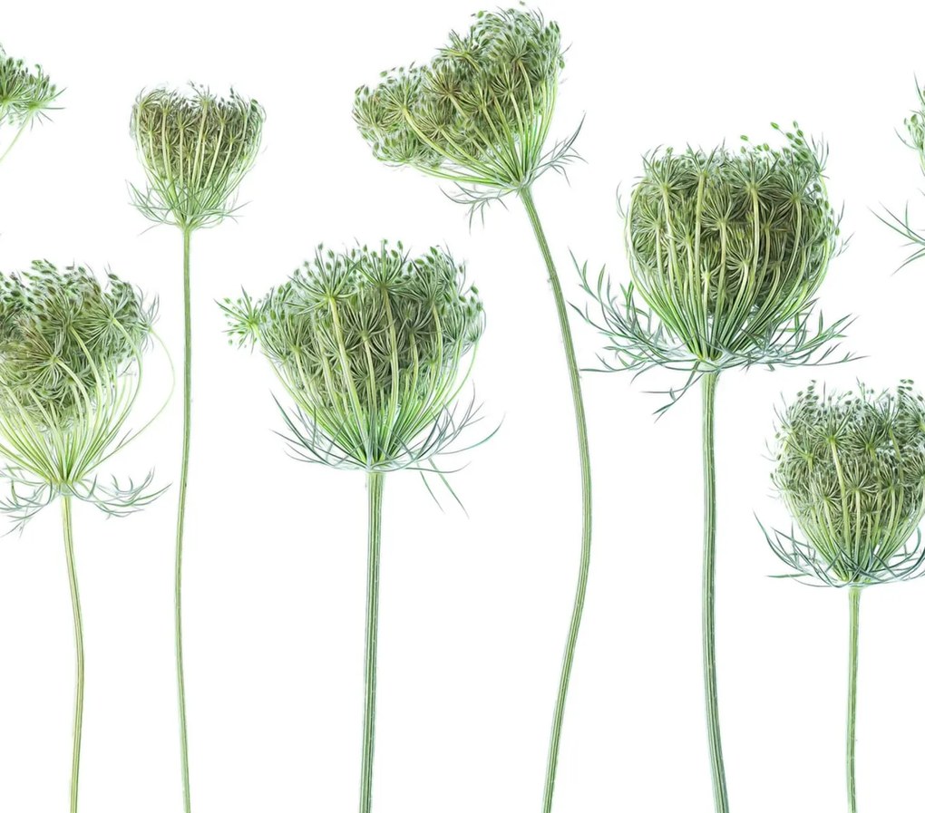 Fototapet, Wild Carrot, Rebel Walls