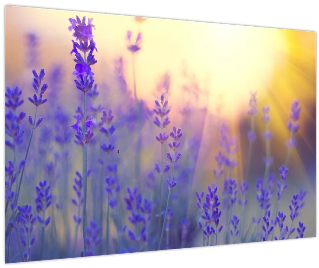 Tablou - Levănțică (90x60 cm)