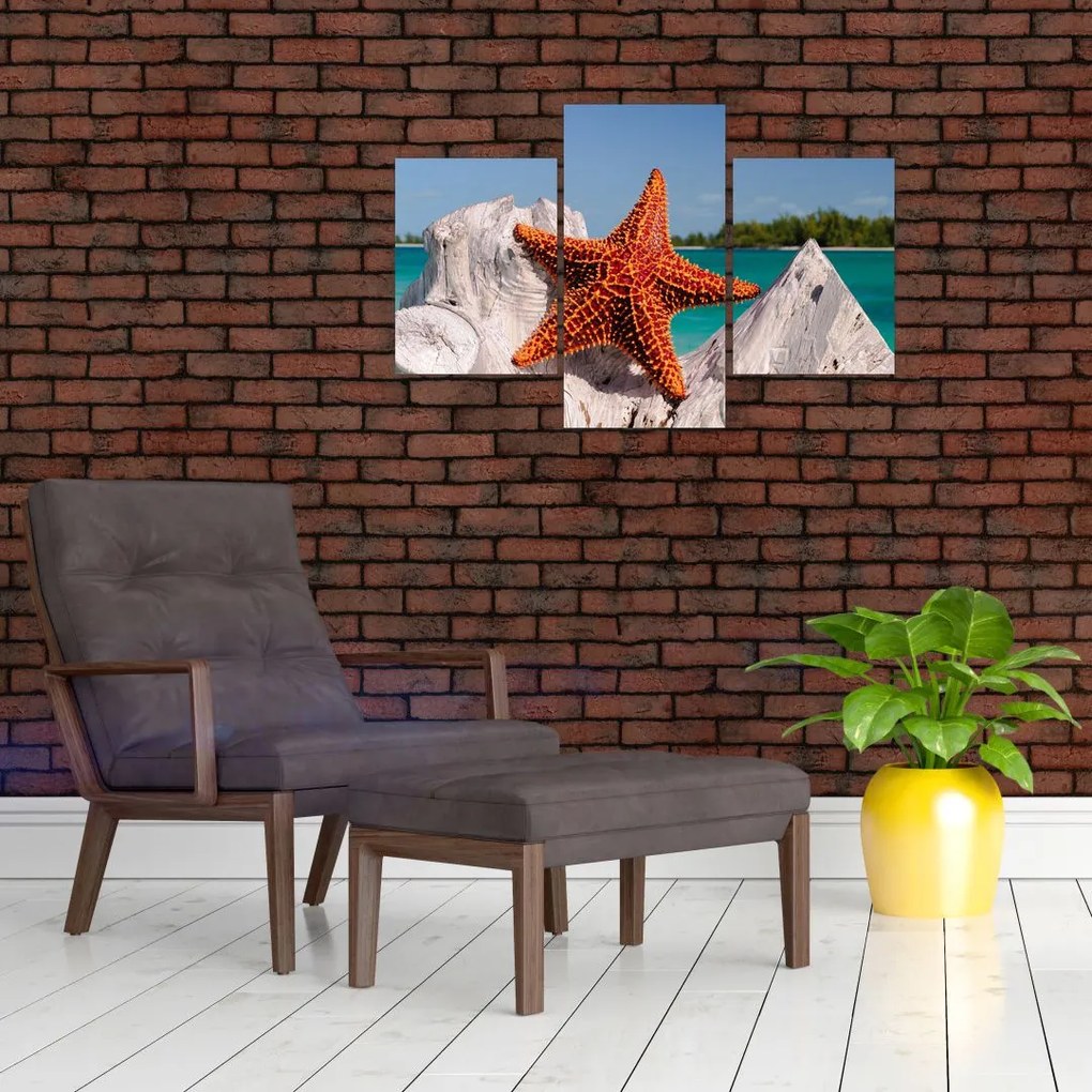 Tablou cu stea de mare (90x60 cm)