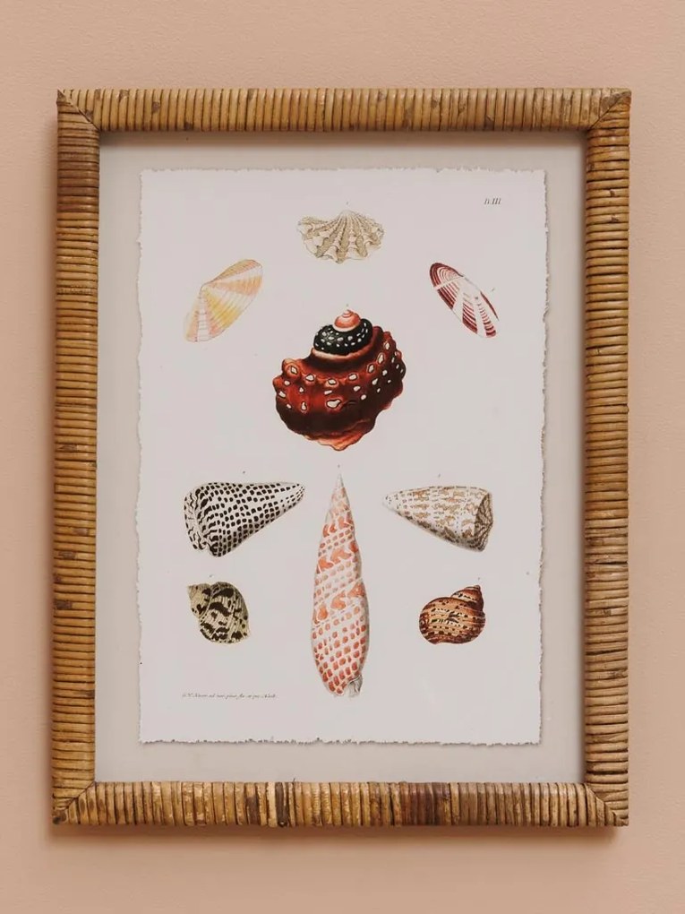 Set 2 tablouri, Shells