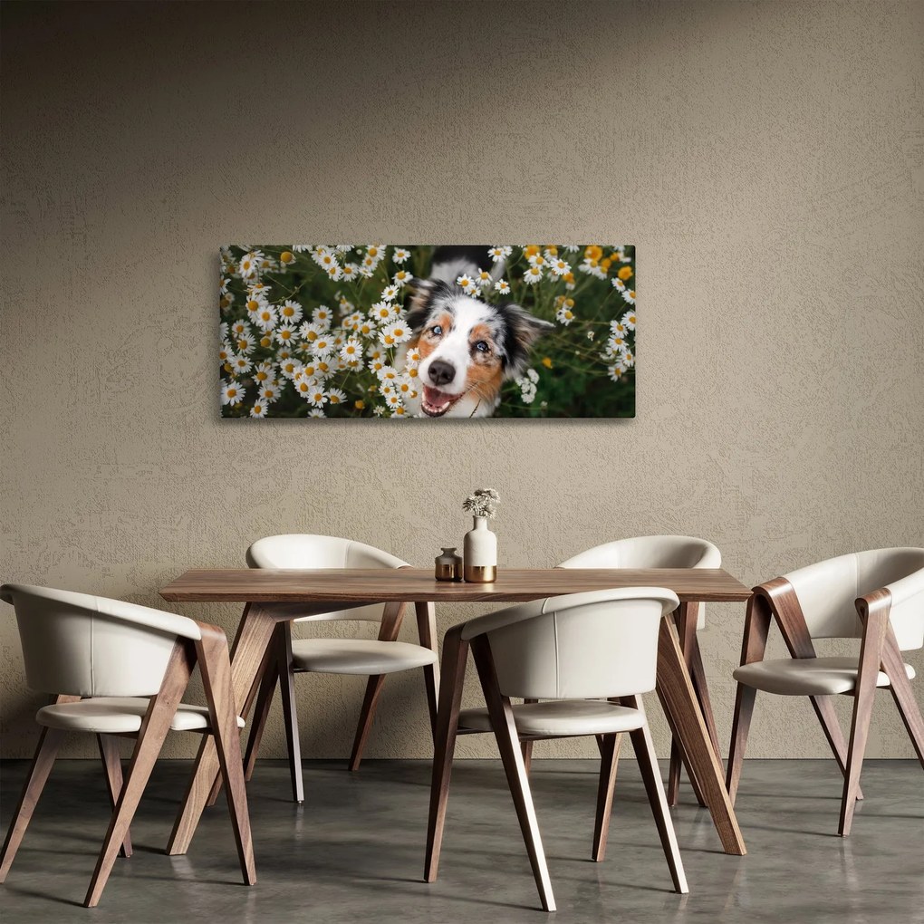 Tablou - Ciobănesc australian (120x50 cm)