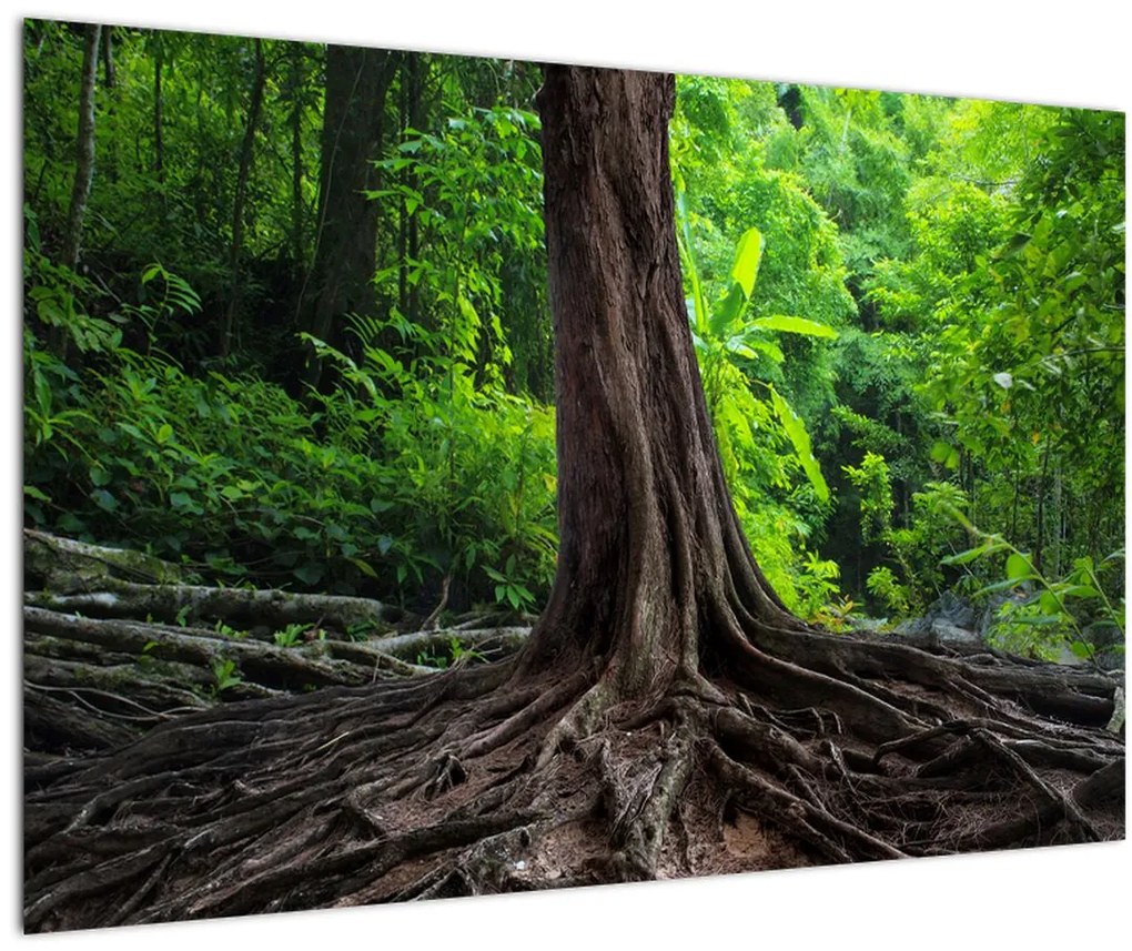 Tablou - Copac bătrîn cu rădăcini (90x60 cm)
