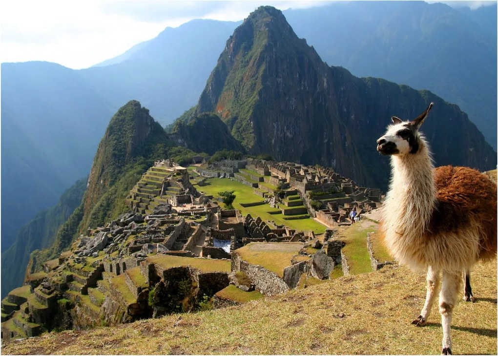 Tablou - Lama și Machu Picchu (70x50 cm)