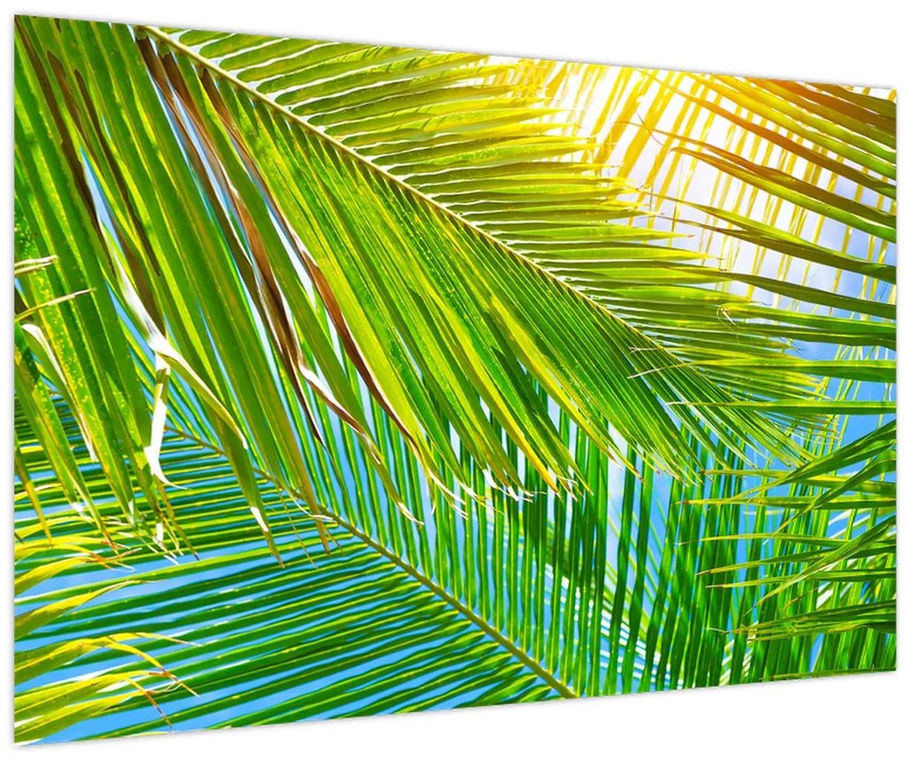 Tablou - Frunze de palmier (90x60 cm)
