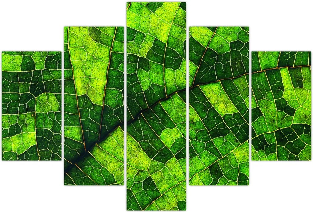 Tablou - Detaliu frunze (150x105 cm)