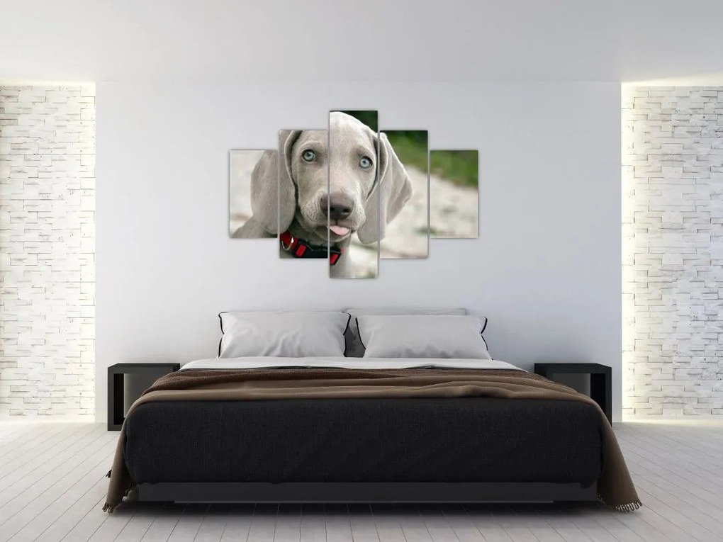 Tablou - cățeluș weimaraner (150x105 cm)