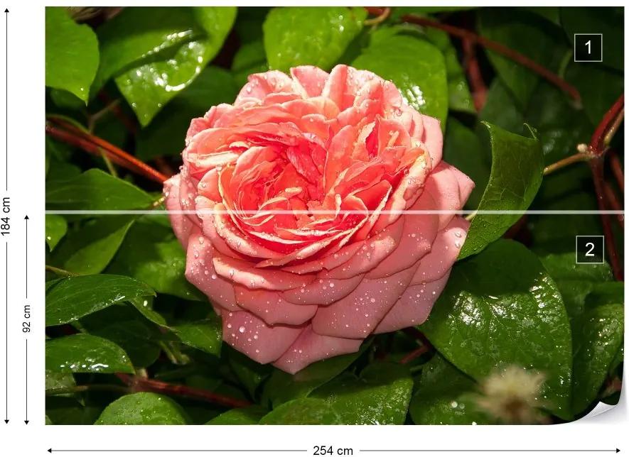 Fototapet GLIX - Pink Rose + adeziv GRATUIT Tapet nețesute - 254x184 cm