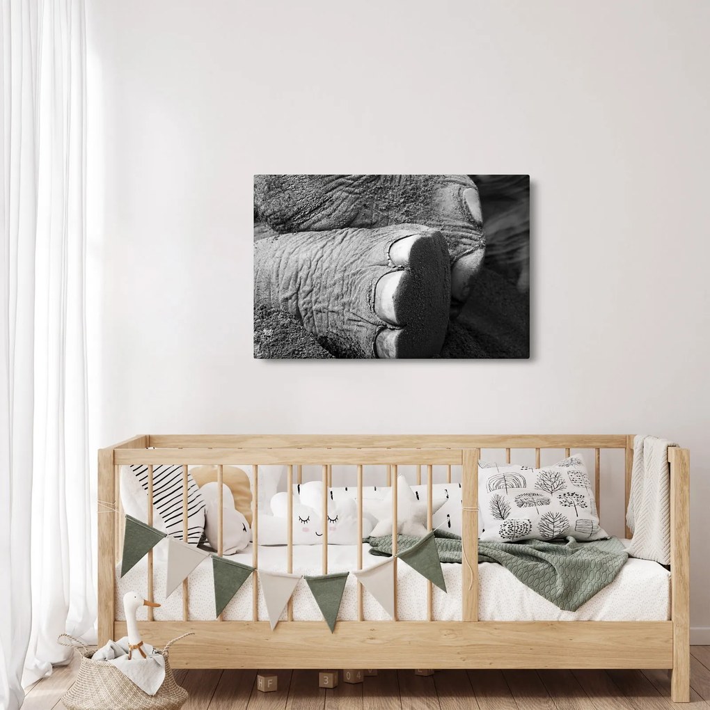 Tablou - Picior de elefant (90x60 cm)