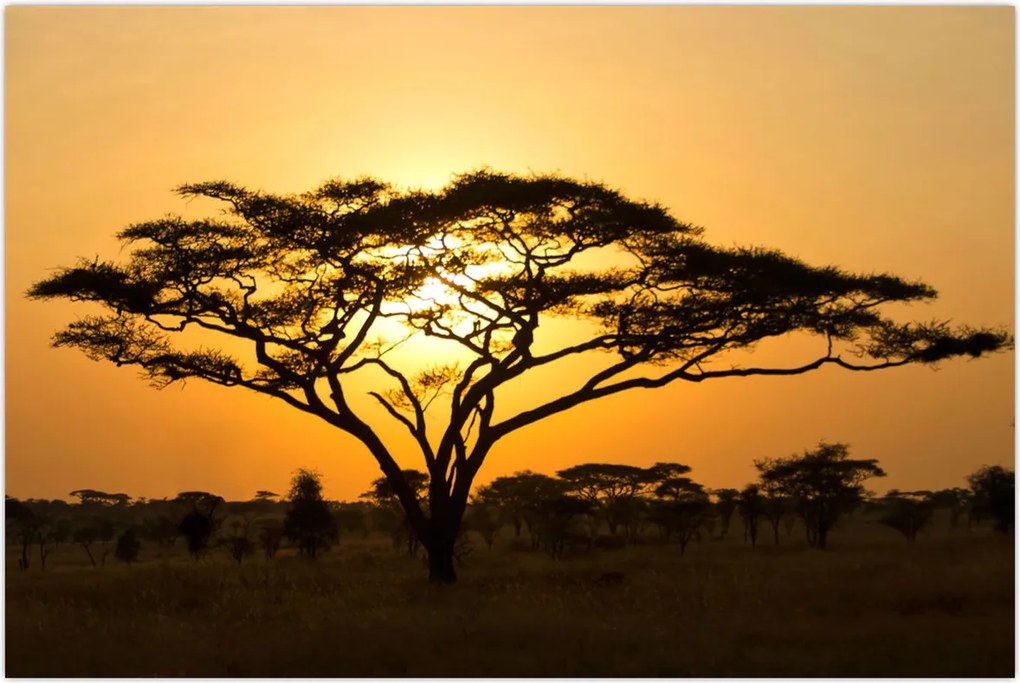 Tablou - Savana africană (90x60 cm)