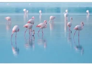 Tablou Sticla Flamingos 120X80