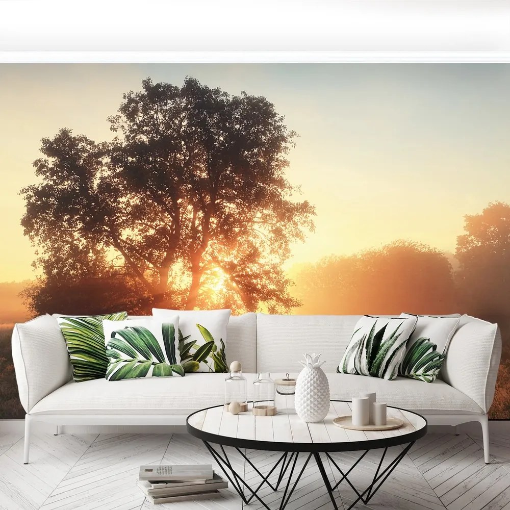 Fototapet Sun copac