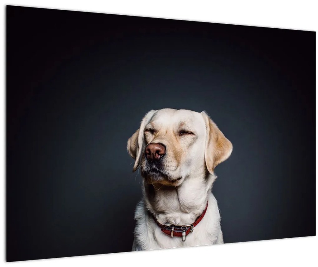 Tablou cu labrador (90x60 cm)