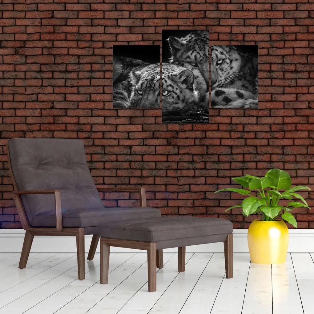 Tablou - Gheparzi care se odihnesc (90x60 cm)