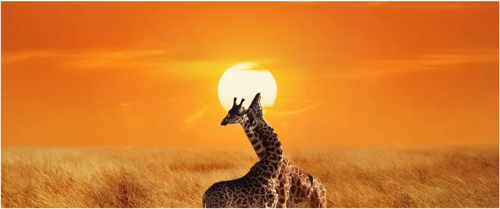 Tablou - Girafe în Parcul Național Serengeti (120x50 cm)