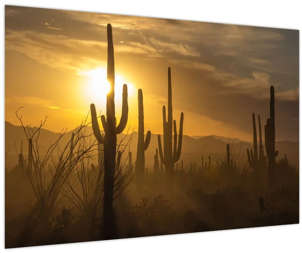 Tablou - Cactuși Saguaro (90x60 cm)