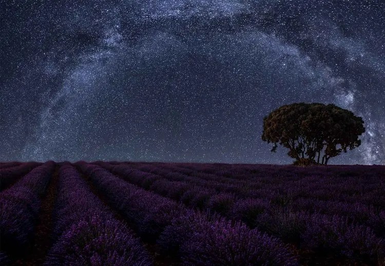 Lavender In Brihuega Fototapet, (104 x 70.5 cm)