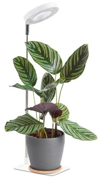 Lampă de birou LED VERDI pentru cultivarea plantelor, cu intensitate reglabilă, 5W/5V, 1300K, albă