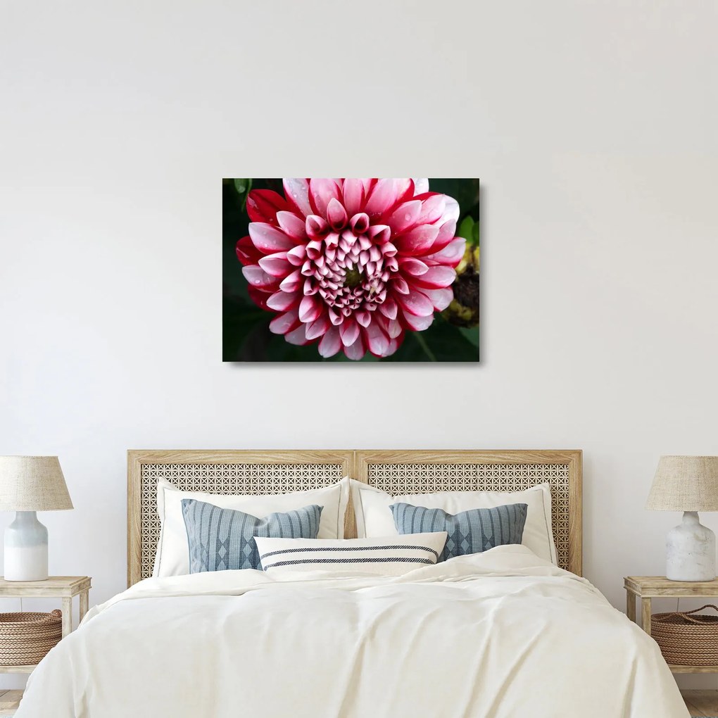 Tablou pe sticlă cu dalie roz (70x50 cm)