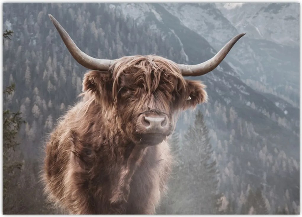 Tablou - Vaca Highlander (70x50 cm)