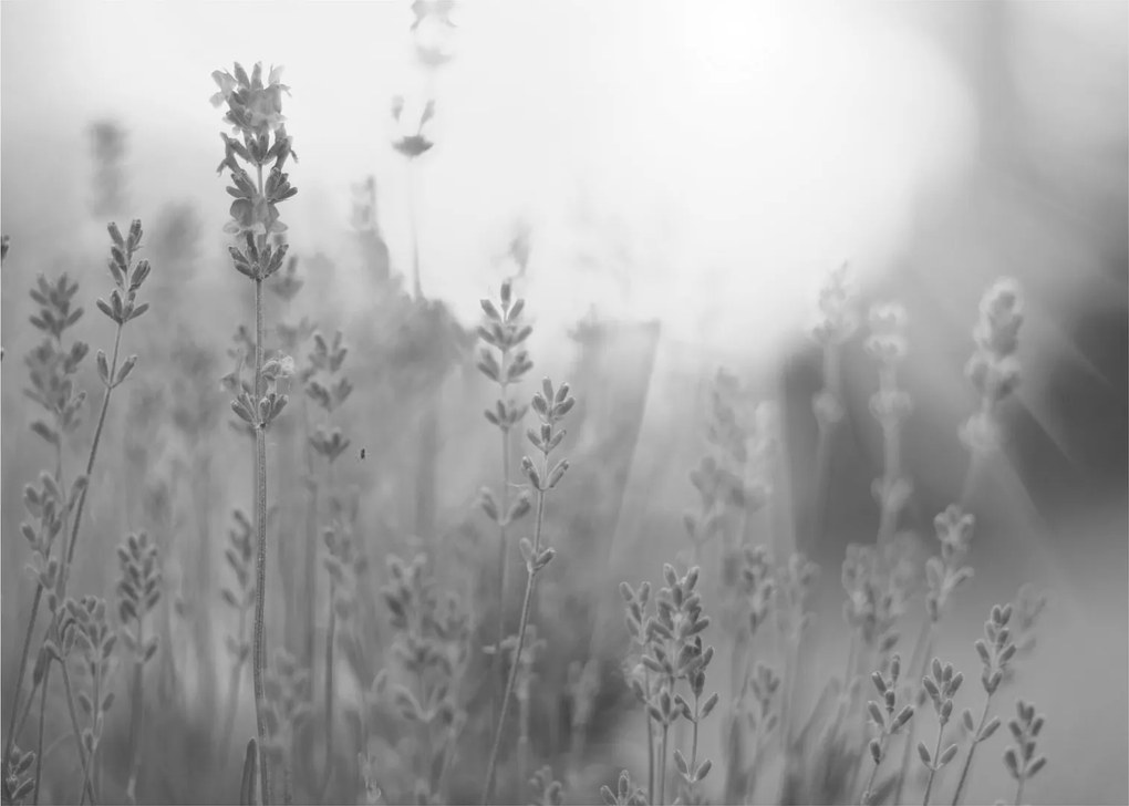 Tablou pe sticlă - Lavanda (70x50 cm)