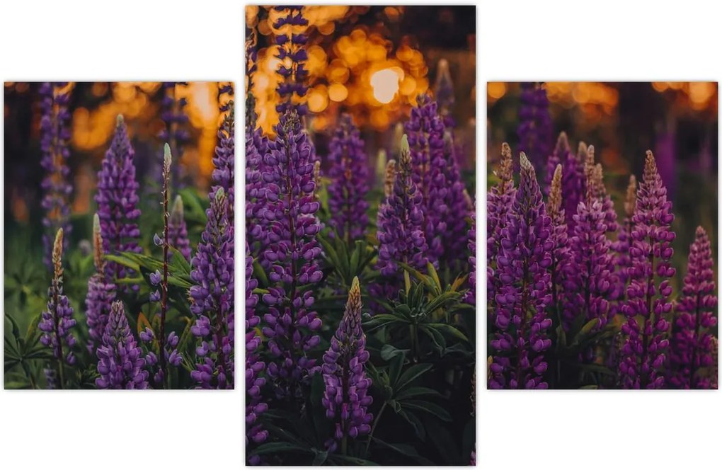 Tablou - Flori de lupin (90x60 cm)