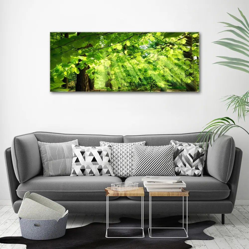 Tablou canvas Frunze de fag