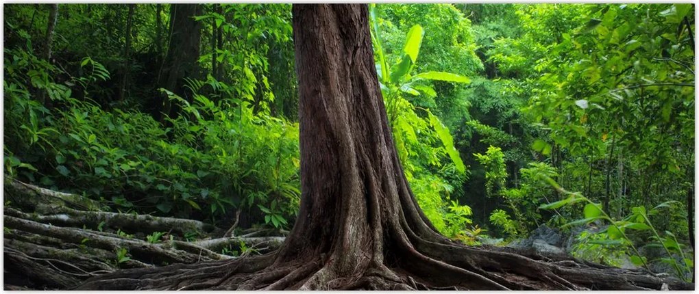 Tablou - Copac bătrîn cu rădăcini (120x50 cm)